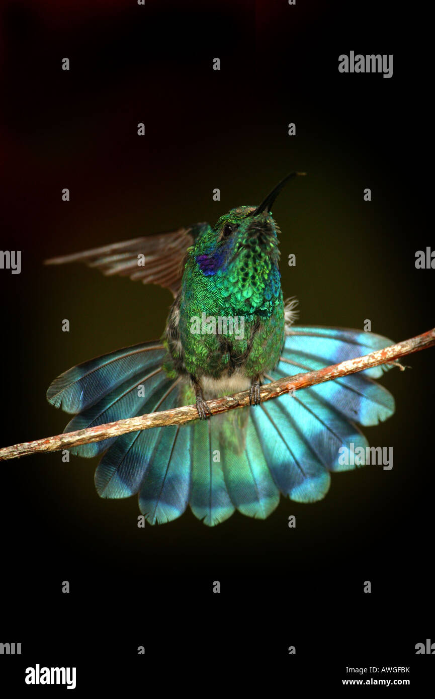Grün Violett - Ohr Kolibri, Colibri thalassinus, in Cerro Punta, Provinz Chiriqui, Republik Panama. Stockfoto