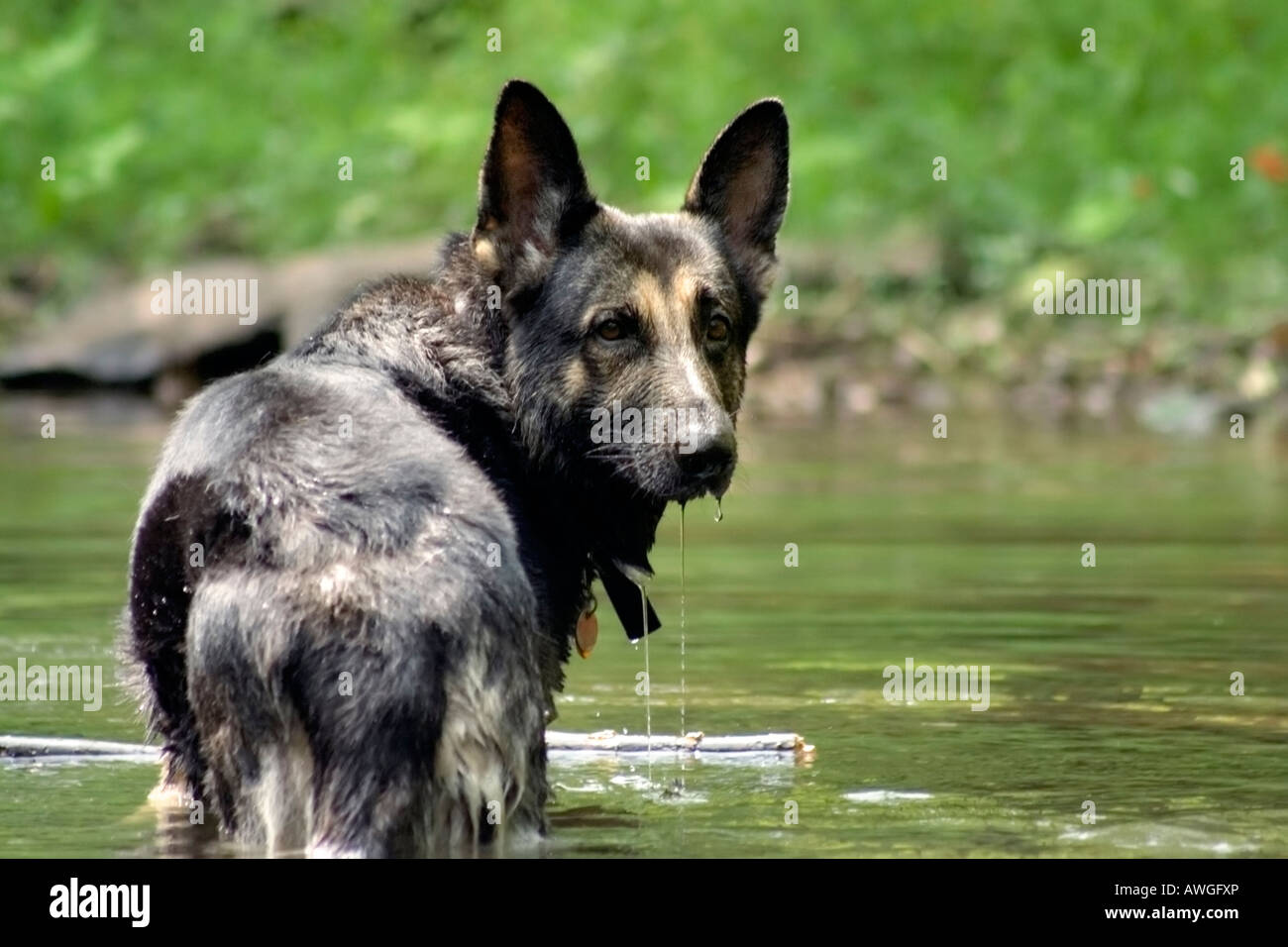 Hund sitzt im Wasser an heißen Sommertag Stockfoto