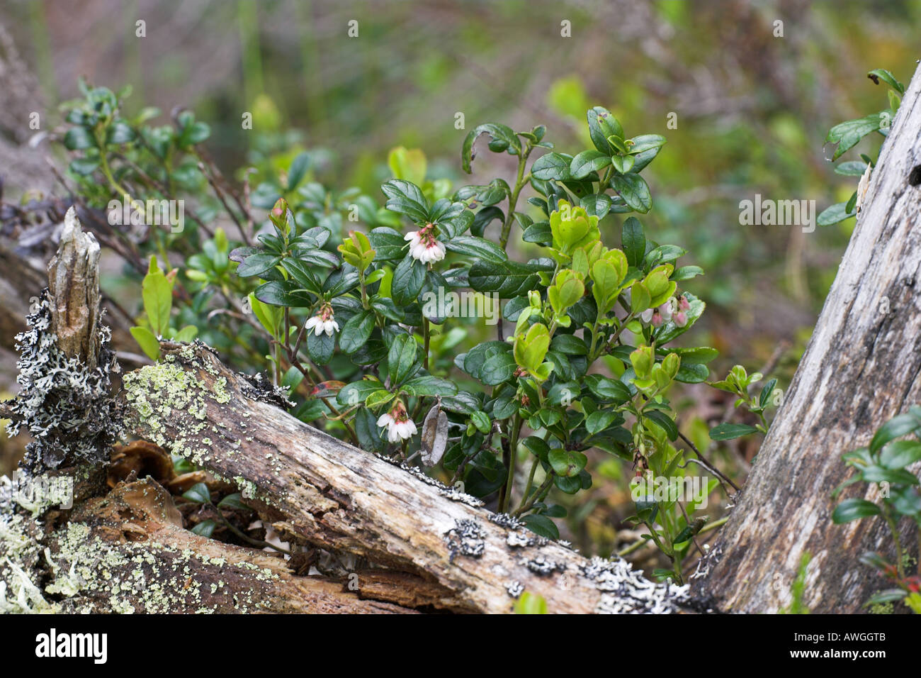 Preiselbeere Vaccinium Myrtillus Abernethy RSPB Reserve Abernethy Highland Waldregion Schottland Stockfoto