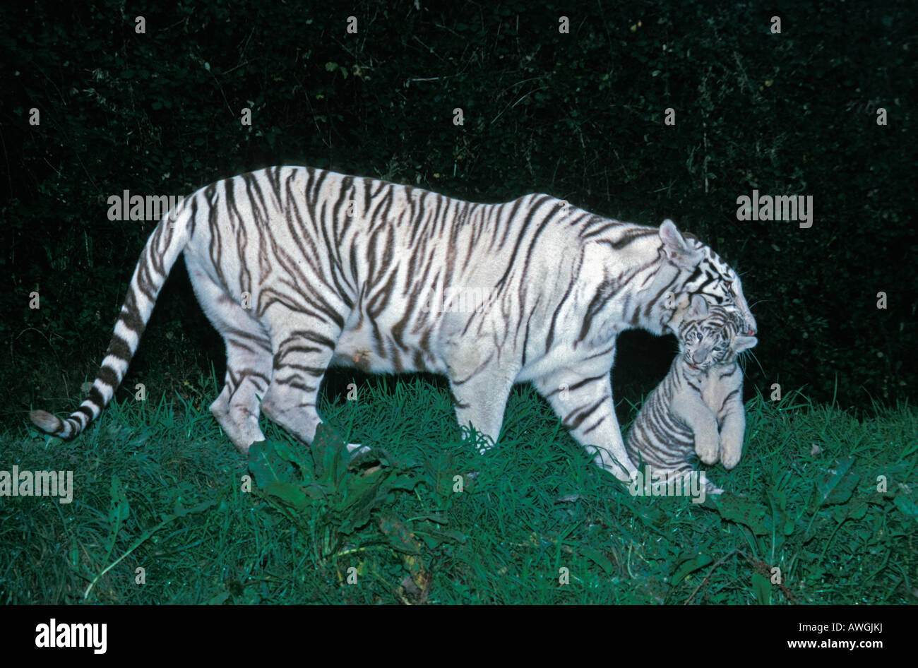 Tigre Blanc Weisser Tiger White Bengal Tiger Panthera Tigris Tigris Tigerin Mit Jungen Albinismus Albino Albinotic Tiere Asien Asi Stockfotografie Alamy