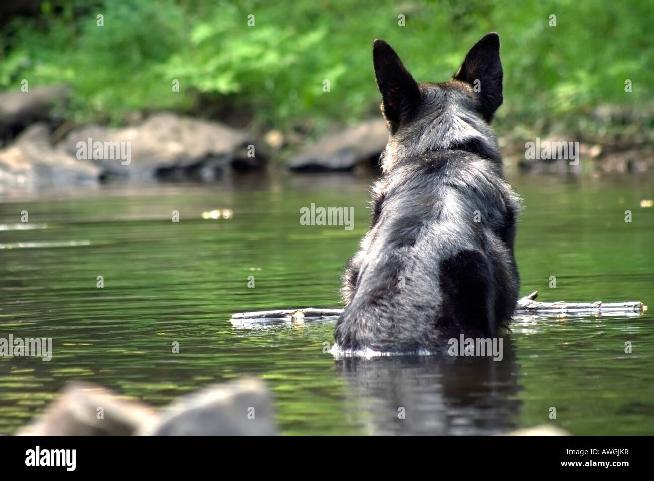 Hund sitzt im Wasser an heißen Sommertag Stockfoto