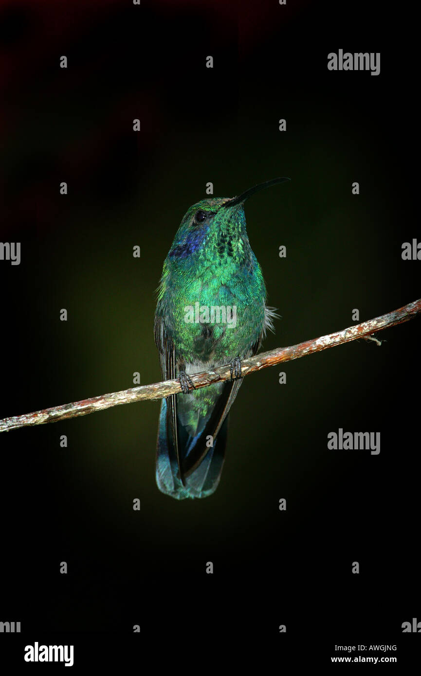 Grün Violett - Ohr Kolibri, Colibri thalassinus, in Cerro Punta, Provinz Chiriqui, Republik Panama. Stockfoto