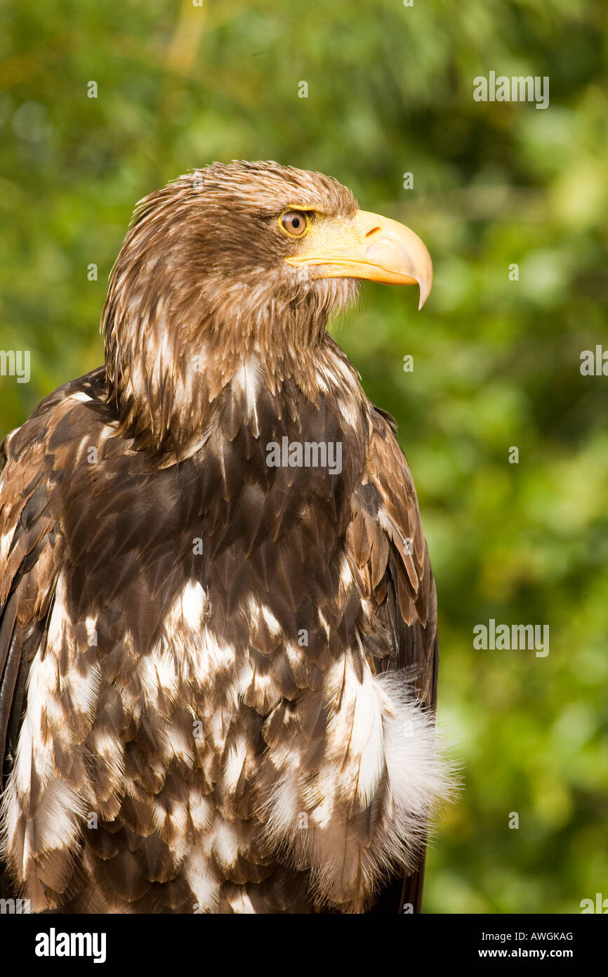 Porträt eines Adlers Stockfoto