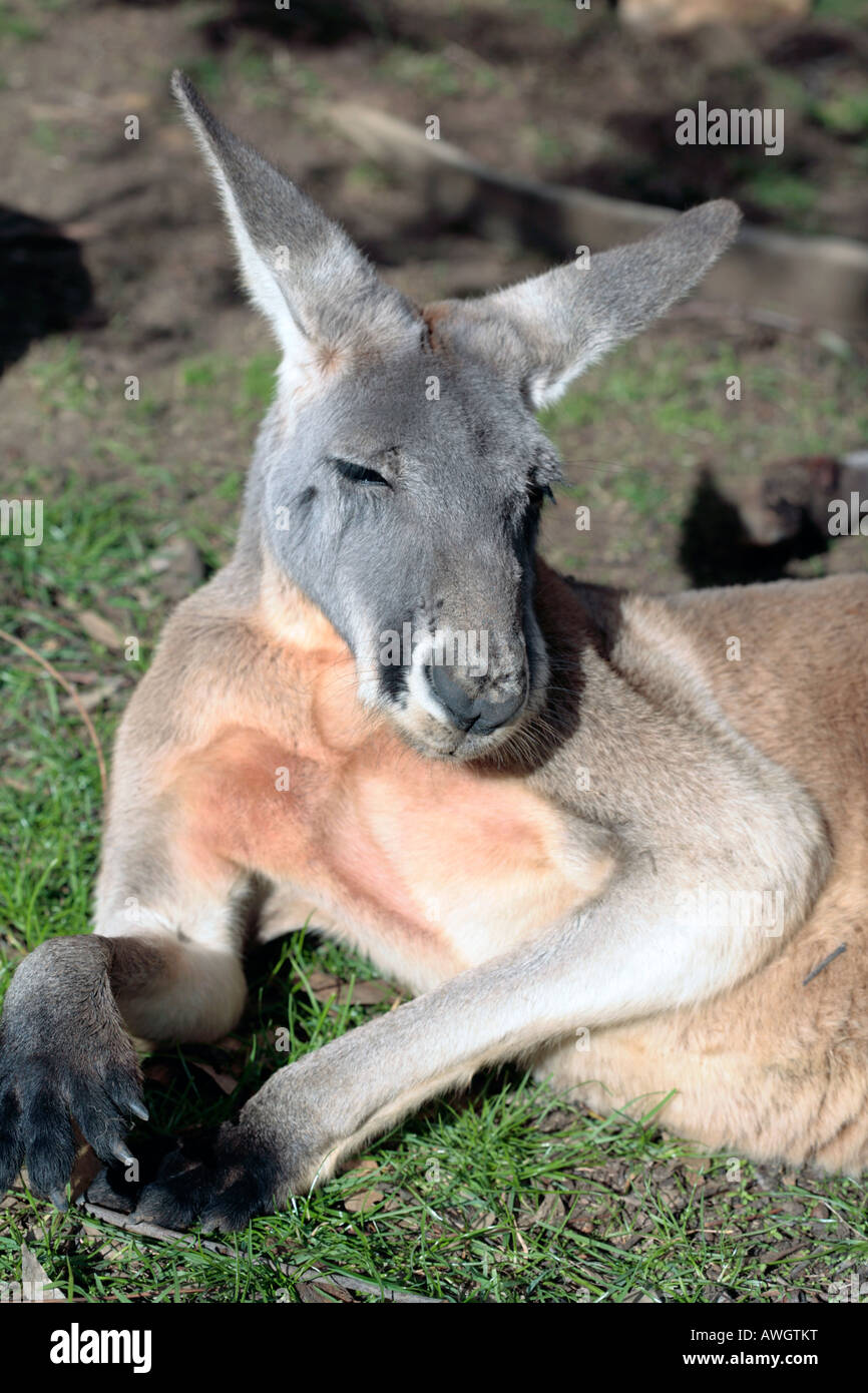 Grey Kangaroo - Macropus Giganteus-Familie Macopodidae Stockfoto