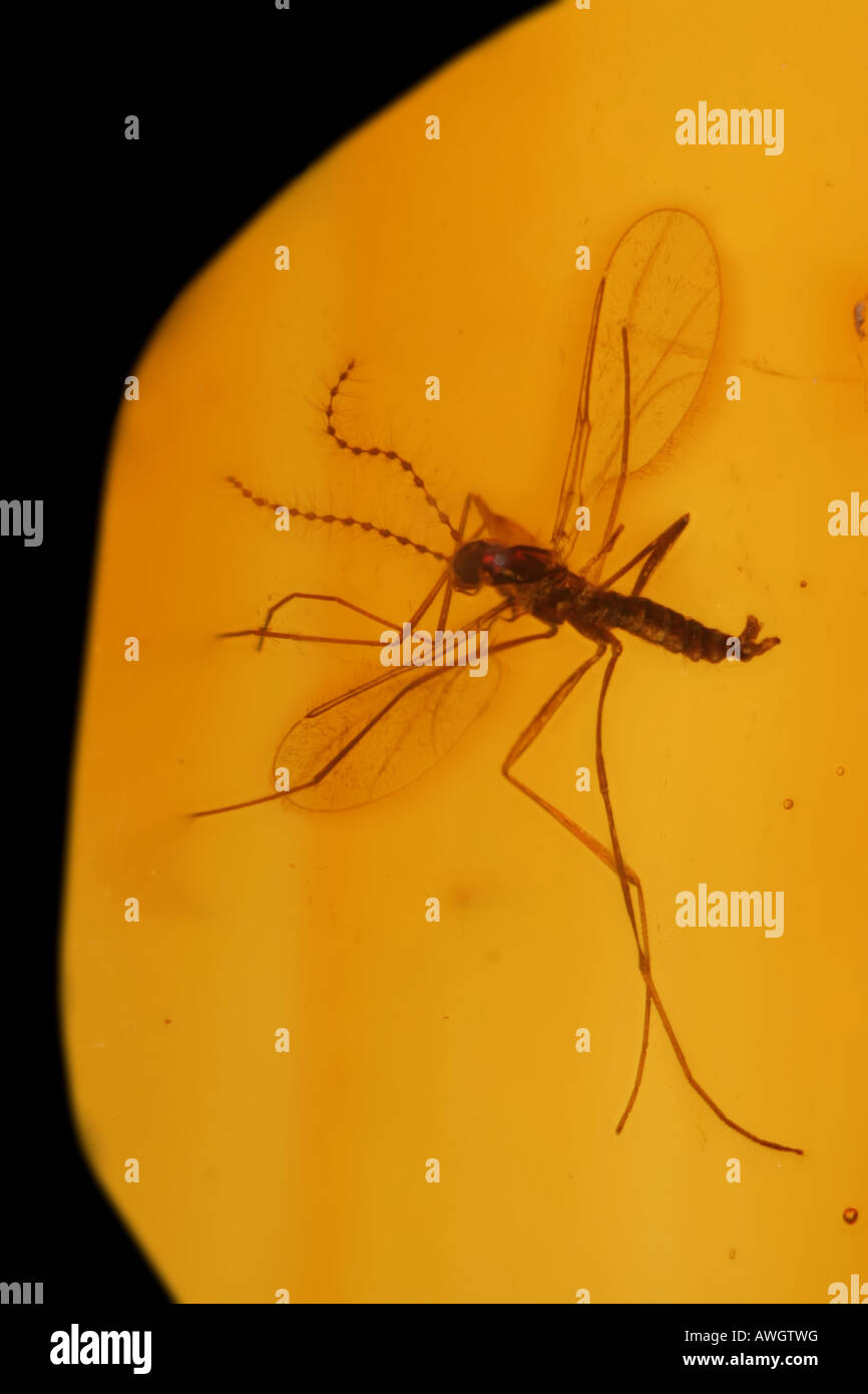 Gallmücke Fossil in Bernstein, 30 Millionen Jahre alt. Stockfoto