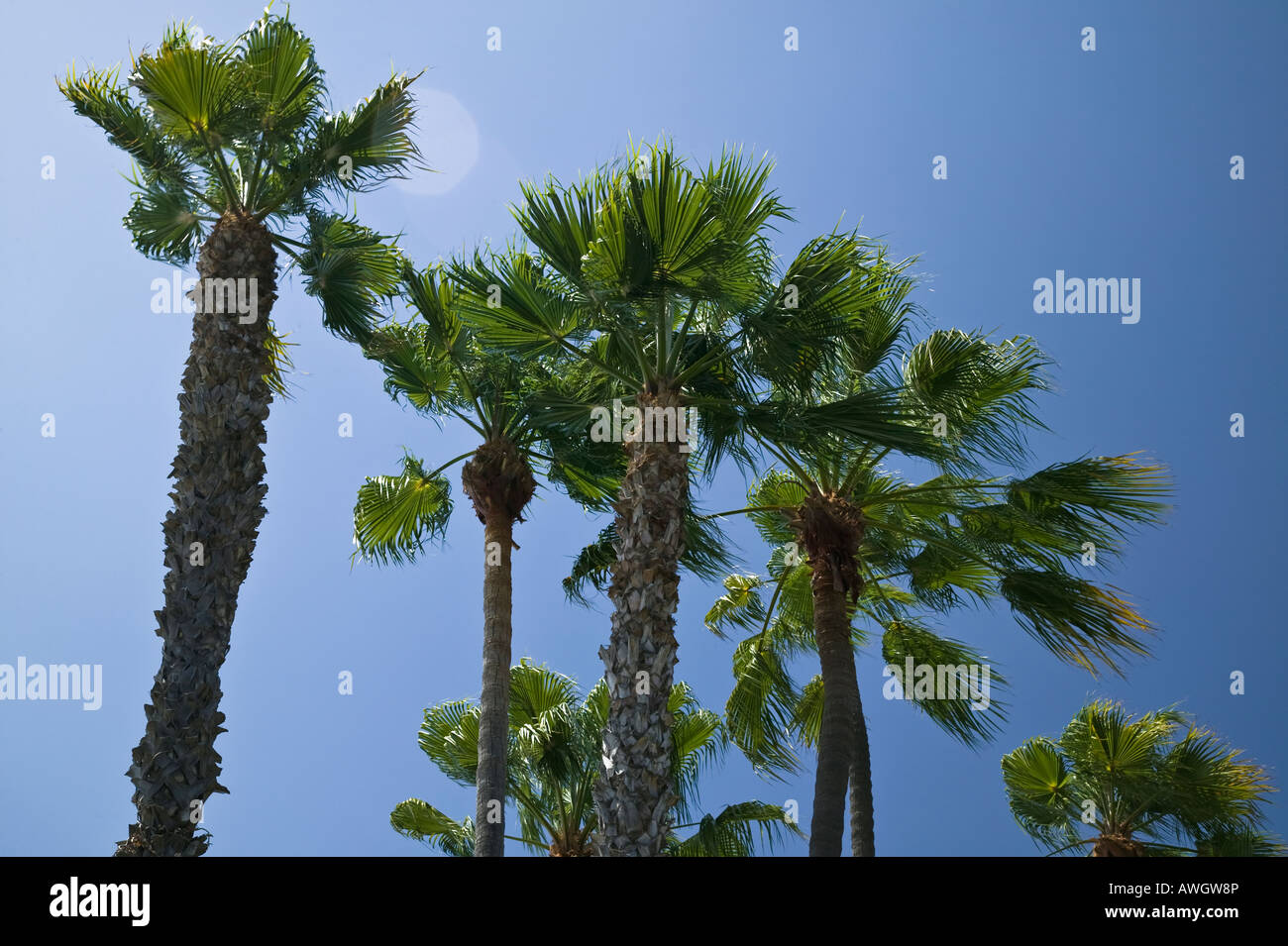 Palmen Sie, San Diego, Kalifornien, USA Stockfoto