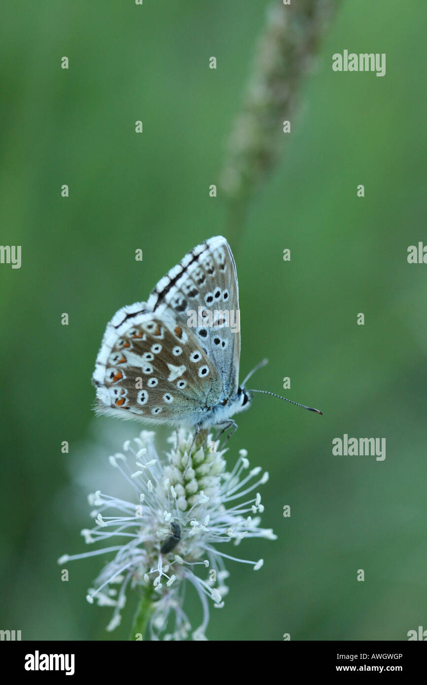 Ein Blue Chalk Hill sitzt auf Blüte Lieschgras in der Abenddämmerung am Srbsko auf der Berounka in Tschechien Stockfoto