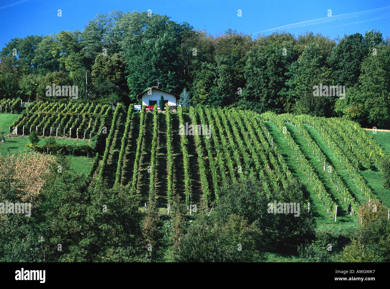 Kroatien, Northern Counties, Zagorje, kleines Haus mit Blick auf Rebhang Stockfoto