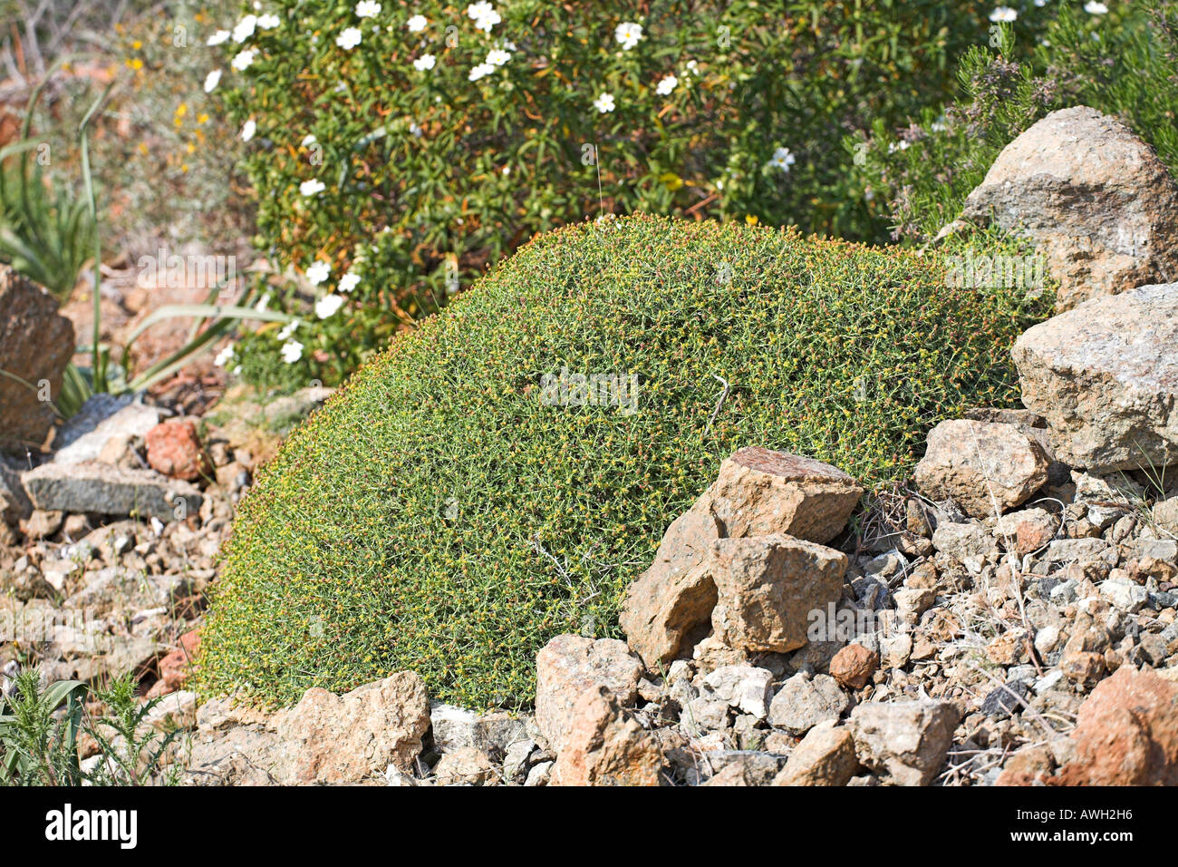 Genista Hispanica Cap Corse Korsika Frankreich Stockfoto