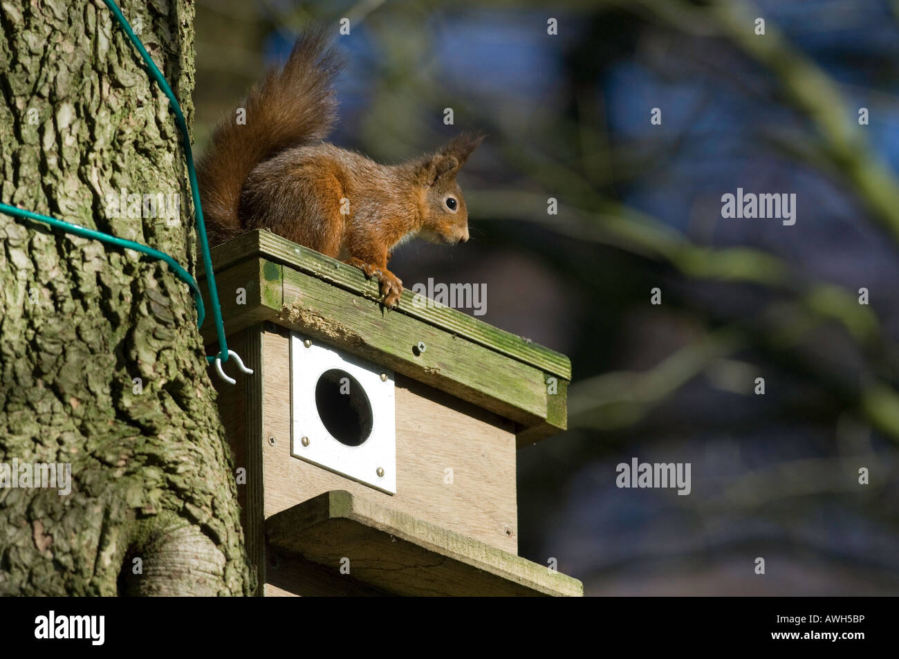 Eichhörnchen Sciurus Vulgaris auf eine künstliche Eichhörnchen-nest Stockfoto