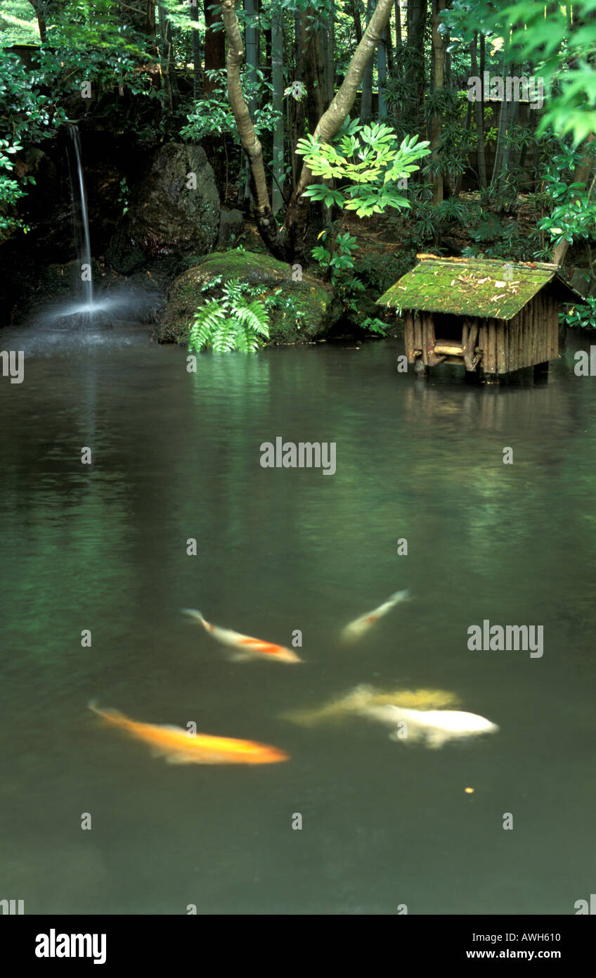 Koi japan far Fotos und Bildmaterial in hoher Auflösung Alamy