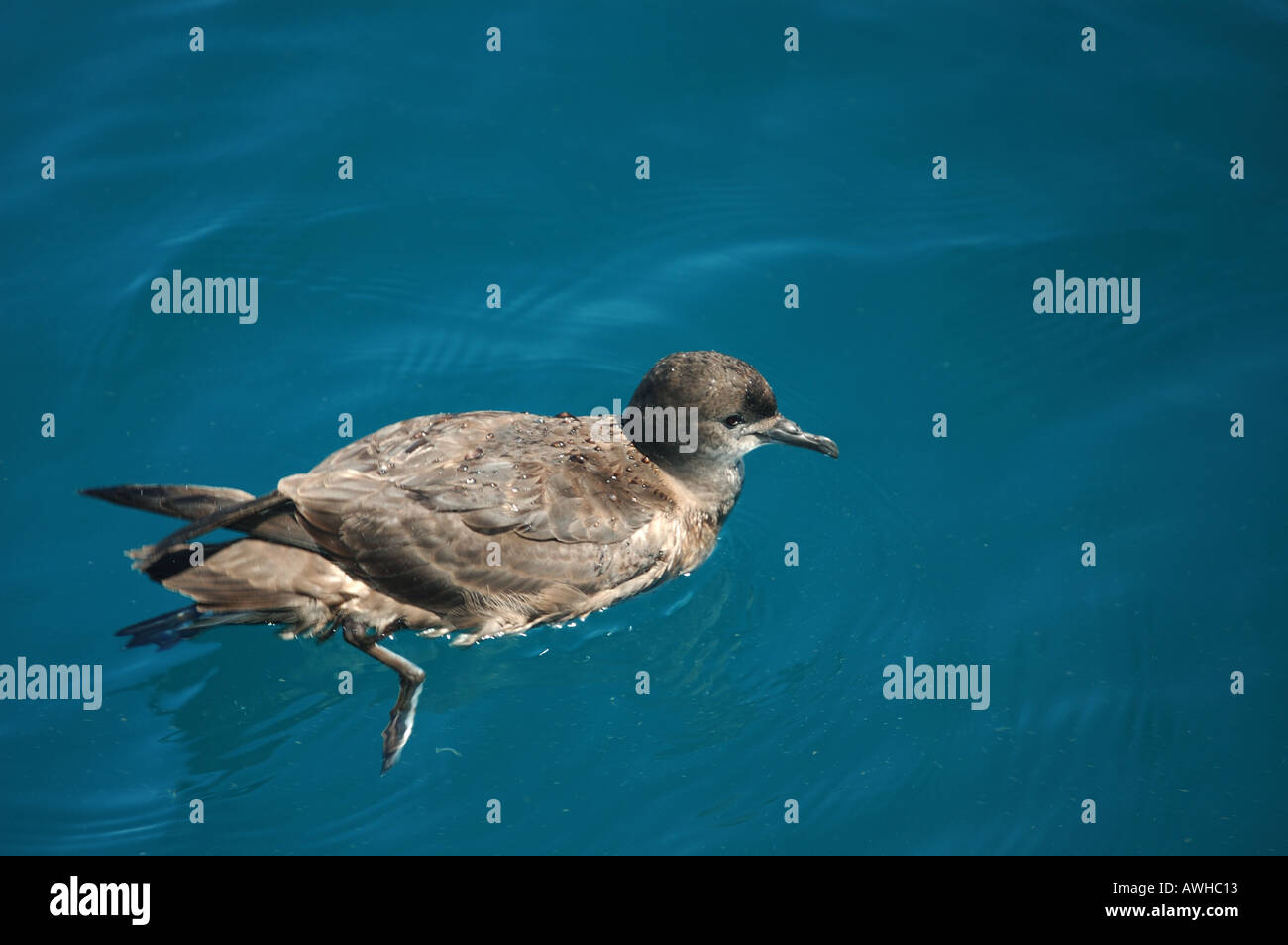 Sooty Shearwater Puffinus sieht früh für Lebensmittel in der Nähe von Boot nach Freigabe dsc 9409 Stockfoto