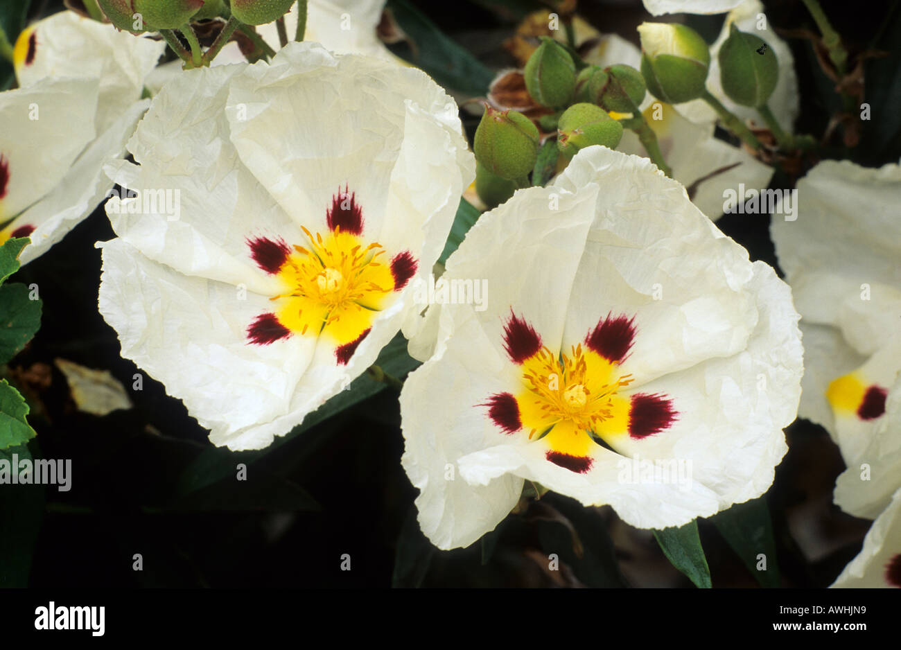 Cistus x cyprius Stockfoto