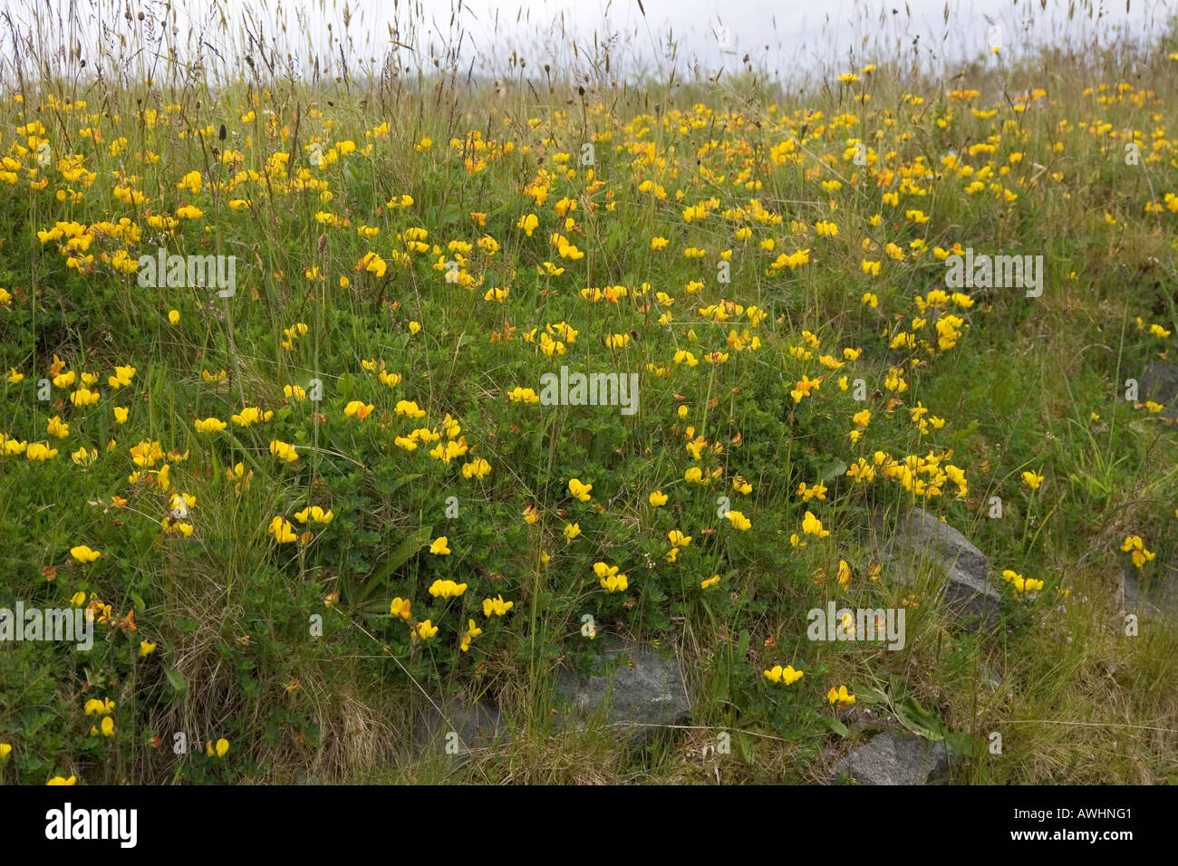 Weit verbreiteter Vogelarten foot Trefoil Lotus Corniculatus Isle of Mull, Schottland Stockfoto