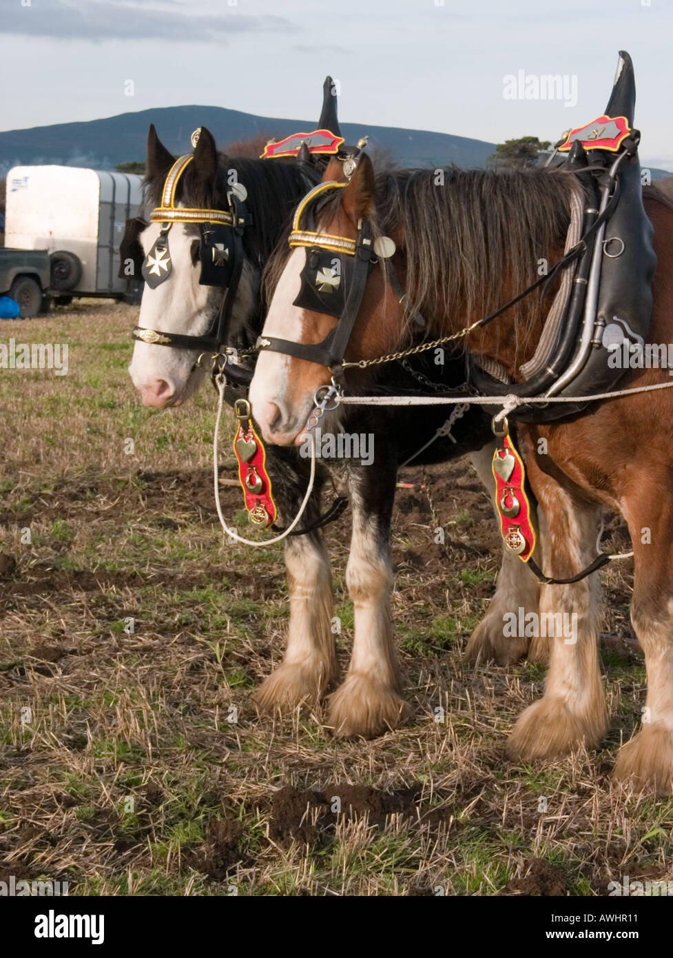 Pferde beim Pflügen Spiel Stockfoto