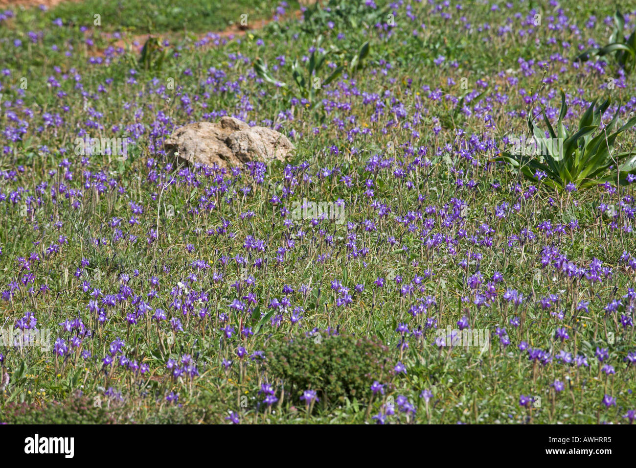Barbary Nuss Gynandriris Sisyrinchium wächst in Grünland Algarve Portugal Stockfoto