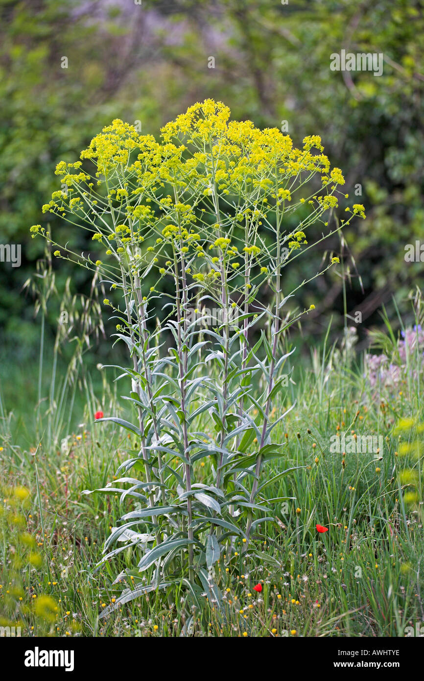 Färberwaid Isatis Tinctoria wächst in un kultivierten Garten in der Nähe von Corte Korsika Frankreich Stockfoto