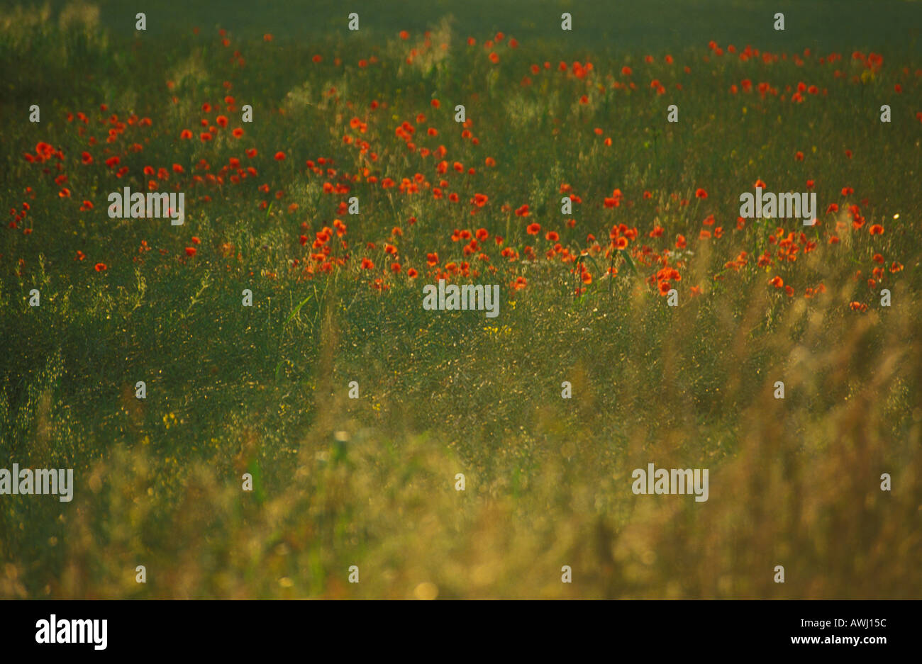 Mohn in einem Maisfeld im ländlichen England UK GB EU Europa Stockfoto