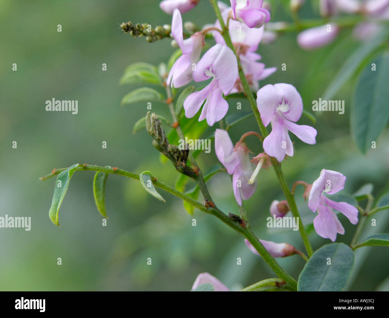 Indigo Pflanze Stockfotos und bilder Kaufen Alamy