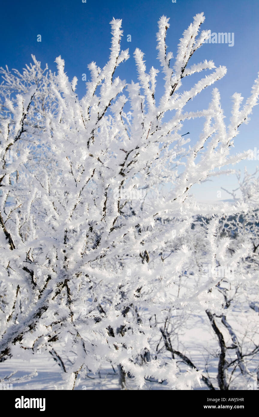 Winter in Saariselkä nördlichen Finnland Klimawandel hat bereits Durchschnittstemperaturen von 0 7 oC im letzten Jahrhundert Stockfoto