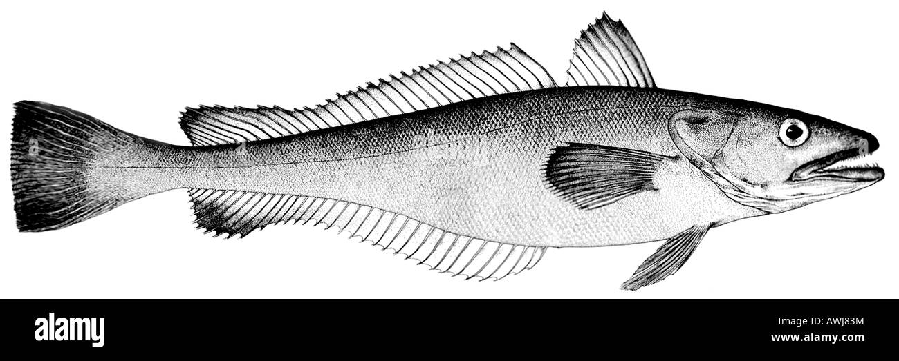 Seehecht (Merluccius Merluccius), Zeichnung Stockfoto