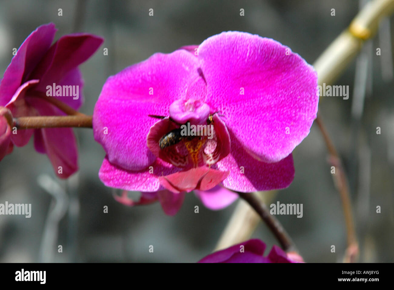 Asien Fernost Vietnam, Marmor Berg, Ngu Hanh Sohn, Nahaufnahme von wilden mauve Orchidee Blume mit Insekt, Honigbiene Stockfoto