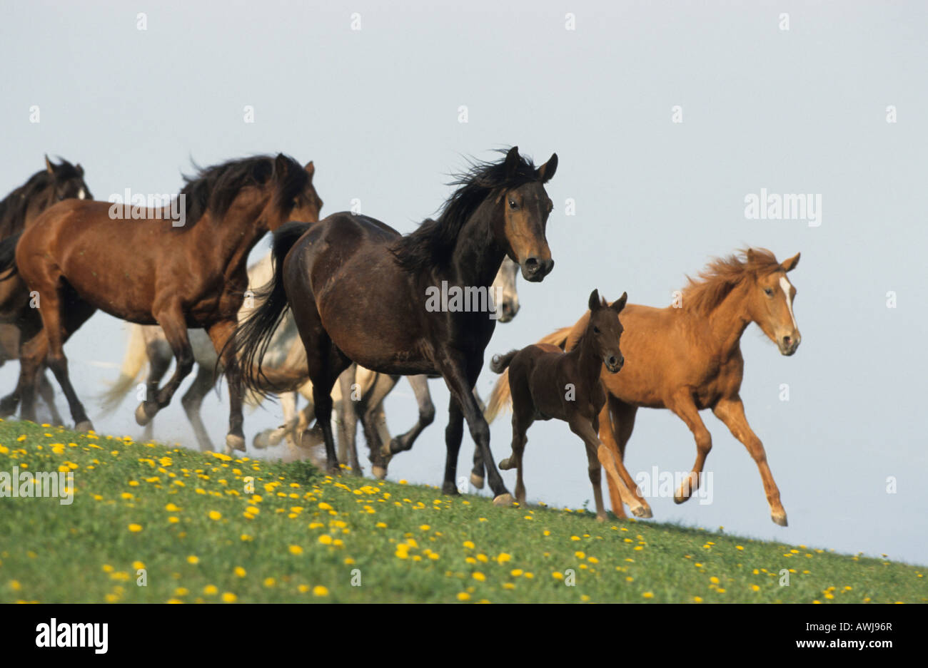 Paso Fino (Equus Caballus). Herde von Stuten mit ihren Fohlen im Galopp einen Hügel hinunter Stockfoto