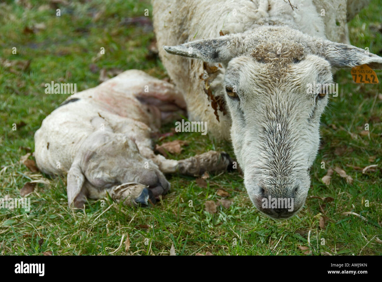 Stock Foto von einem Schaf neben ihr totes Lamm die Ewe hatte Probleme mit der Geburt und das Lamm war gestorben Stockfoto