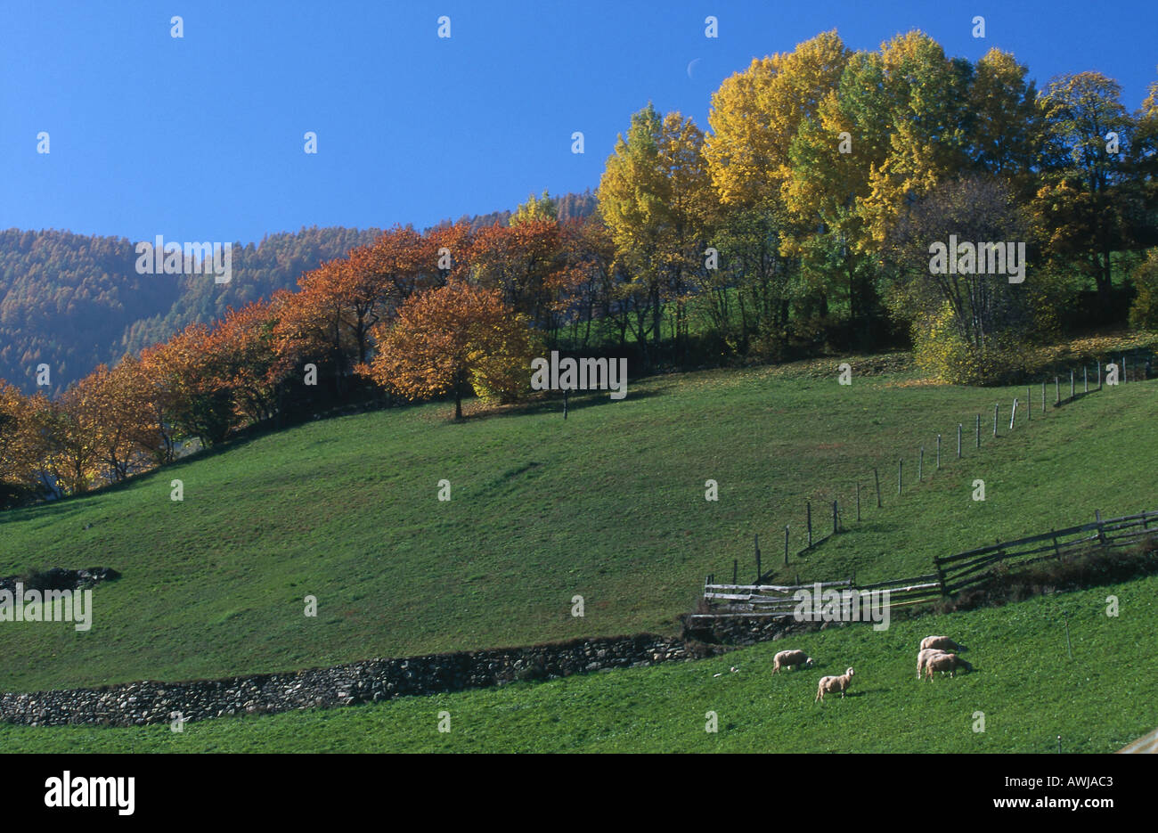 Schafbeweidung auf Gebiet, Martelltal Tal, Alto Adige, Italien Stockfoto