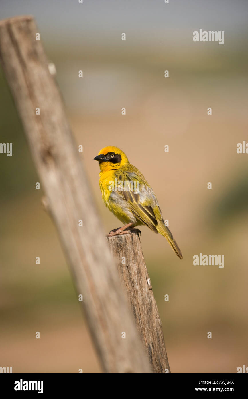 Brillentragende Webervogel, Lalibela, Äthiopien Stockfoto