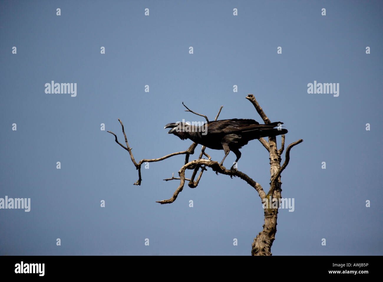 Dick-billed Raven, Lalibela, Äthiopien Stockfoto