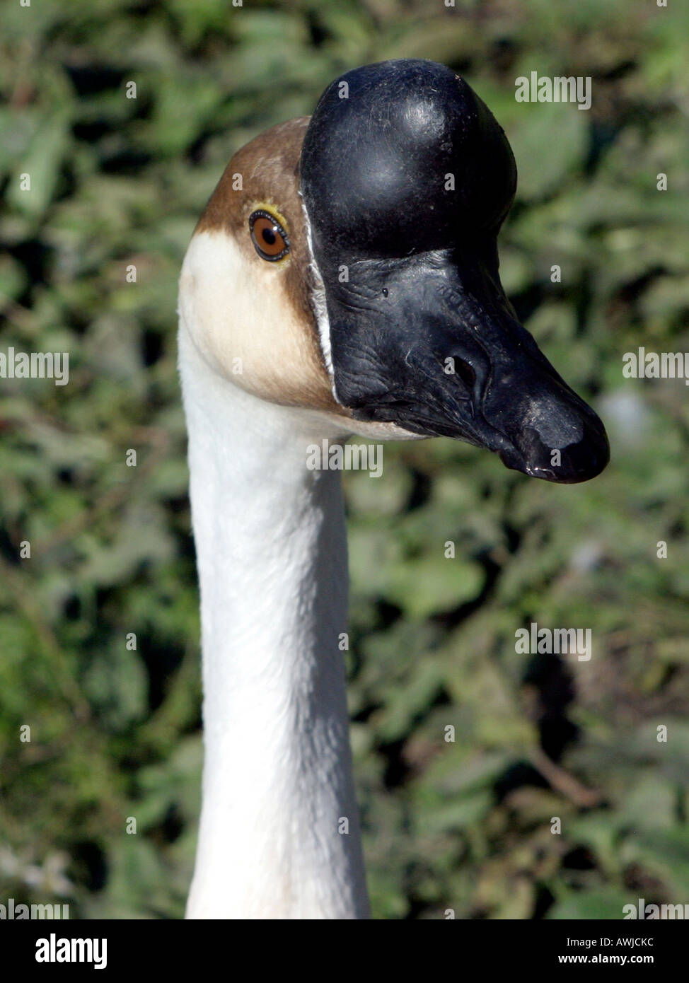 Der Kopf einer chinesischen Gans. Stockfoto