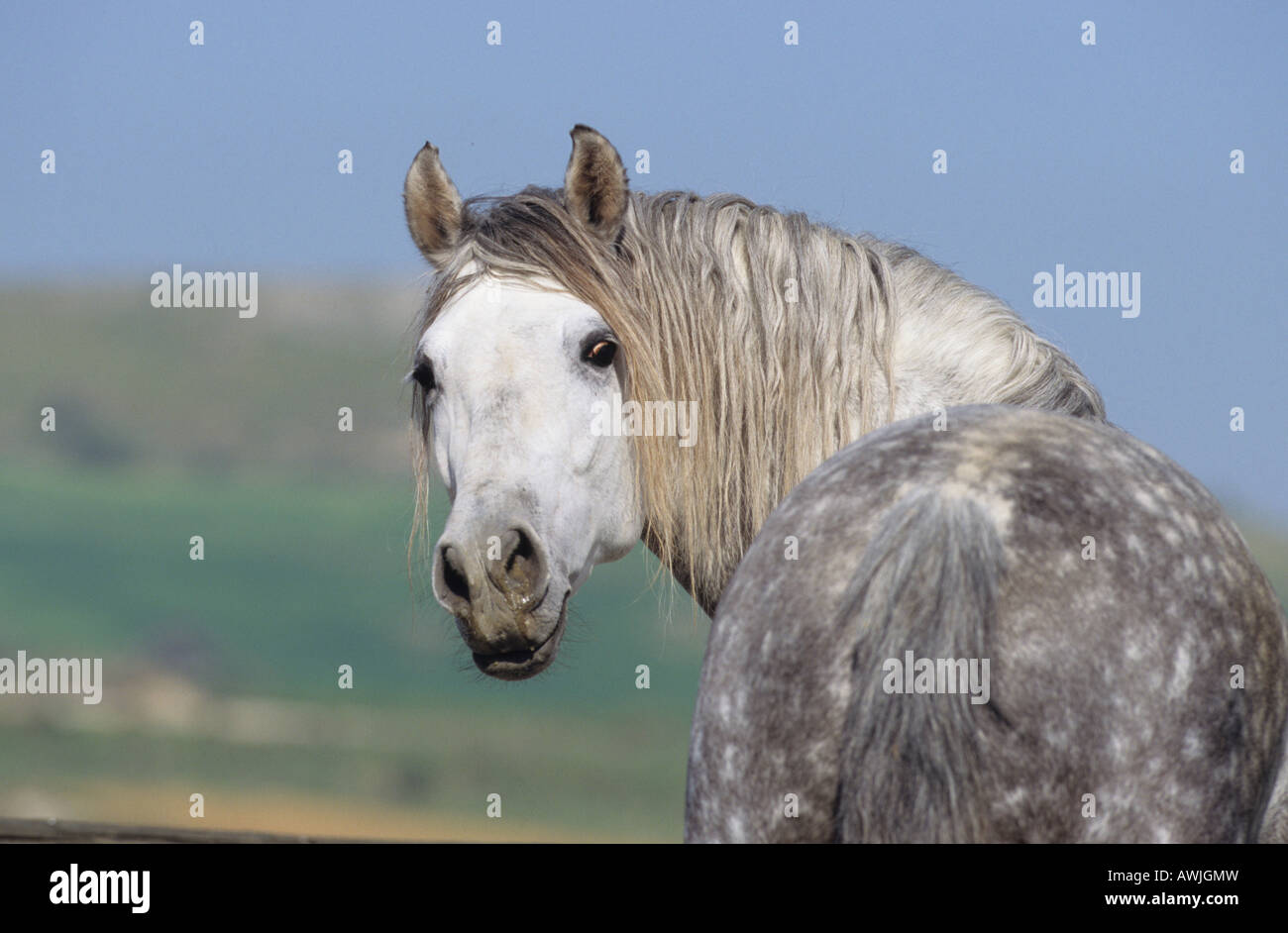 Andalusische Pferd (Equus Caballus). Porträt eines Hengstes im Rückblick Stockfoto