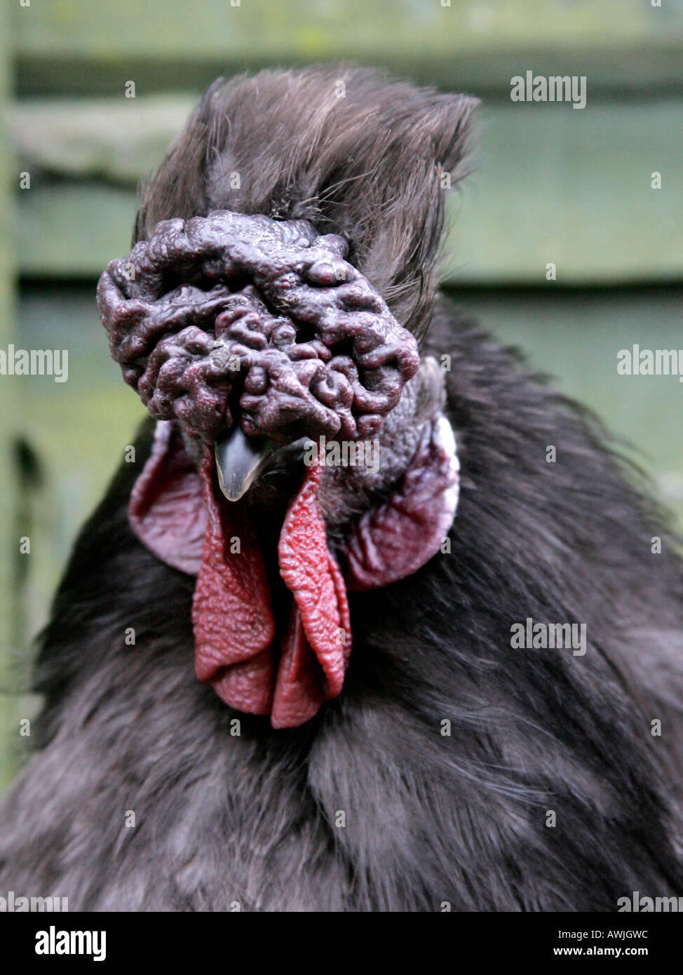 Hässliches Huhn Stockfotos Und Bilder Kaufen Alamy
