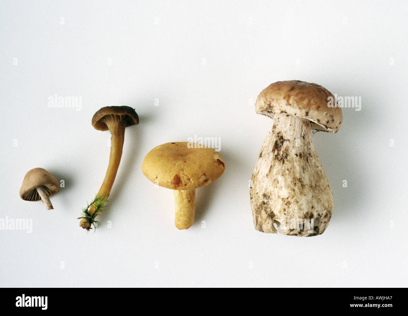 Sortiment von Pilzen Stockfoto