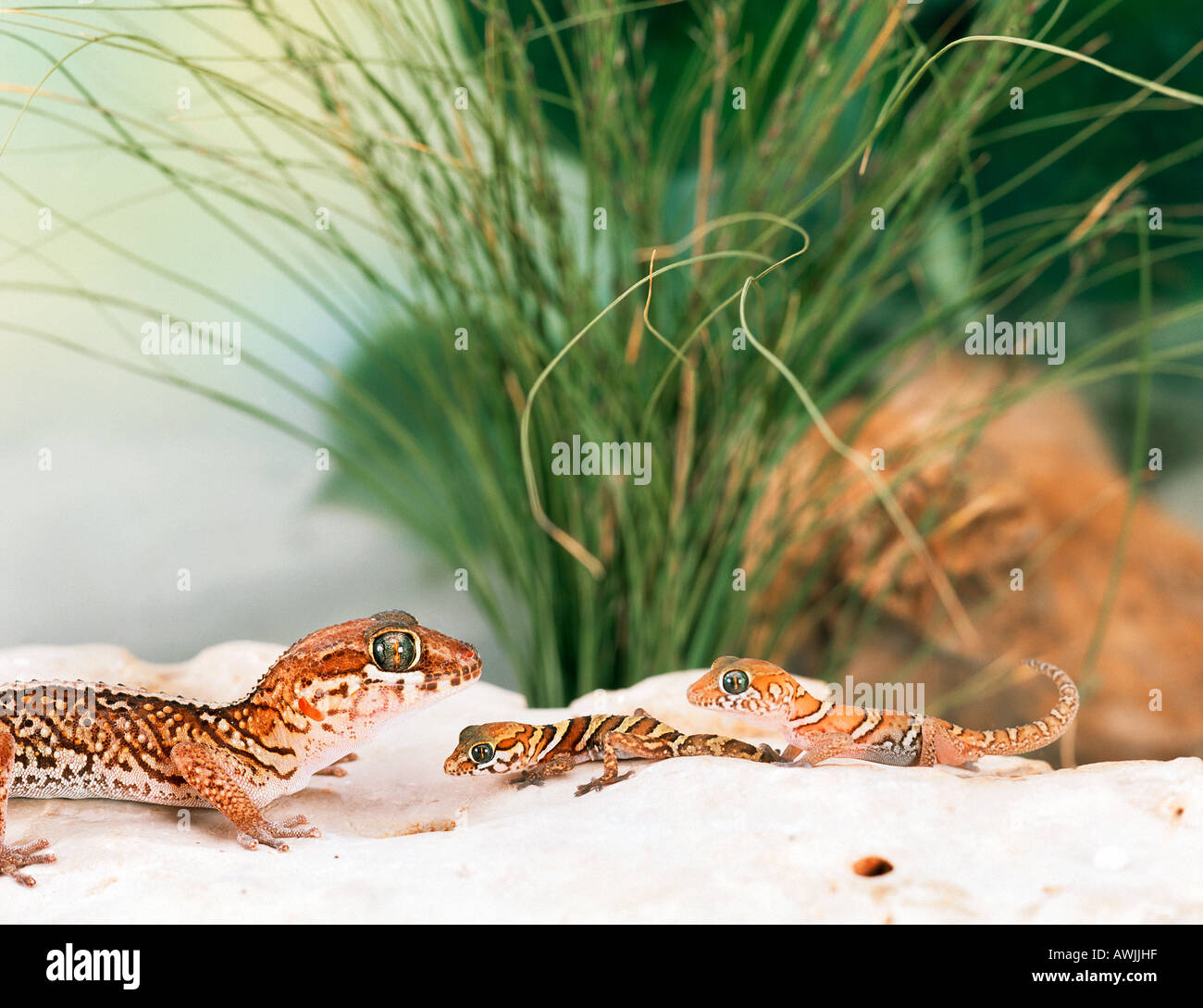 Madagaskar Boden Gecko und zwei jungen / Paroedura Picta Stockfoto