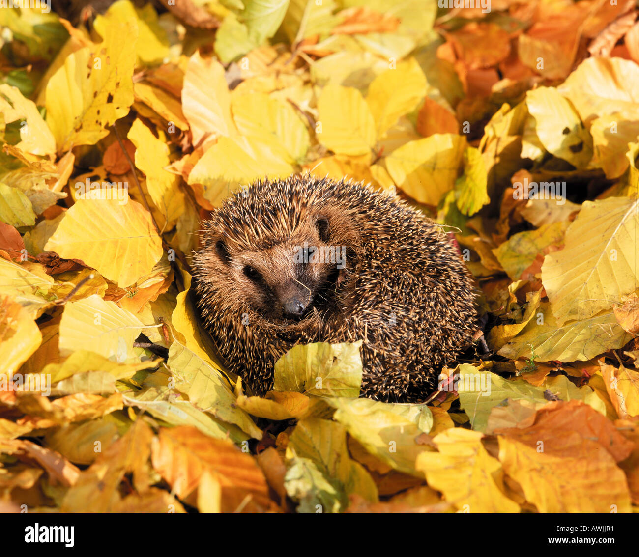 Igel im Laub liegend Stockfotografie Alamy