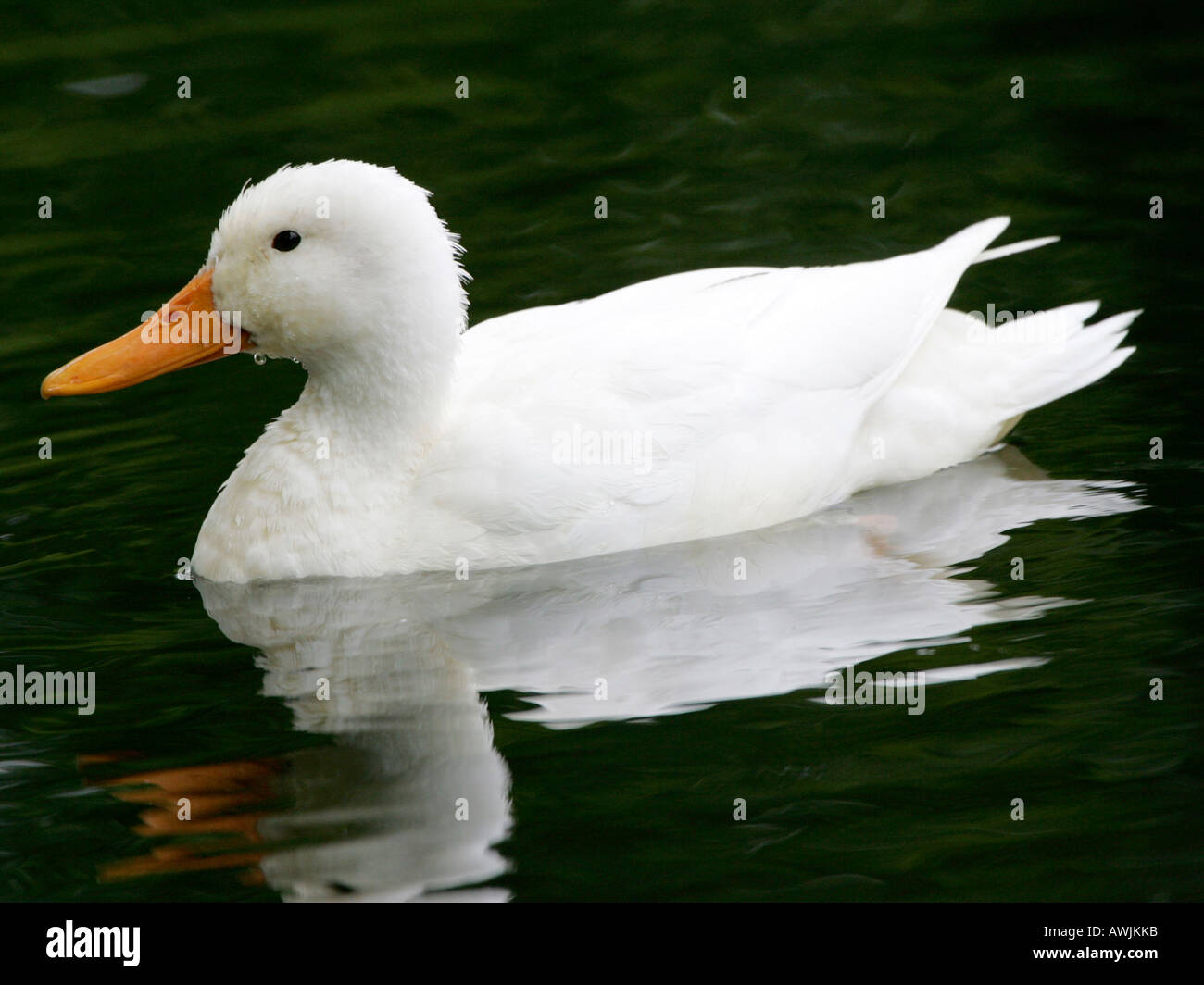 Weiße Ente auf dem Wasser. Stockfoto