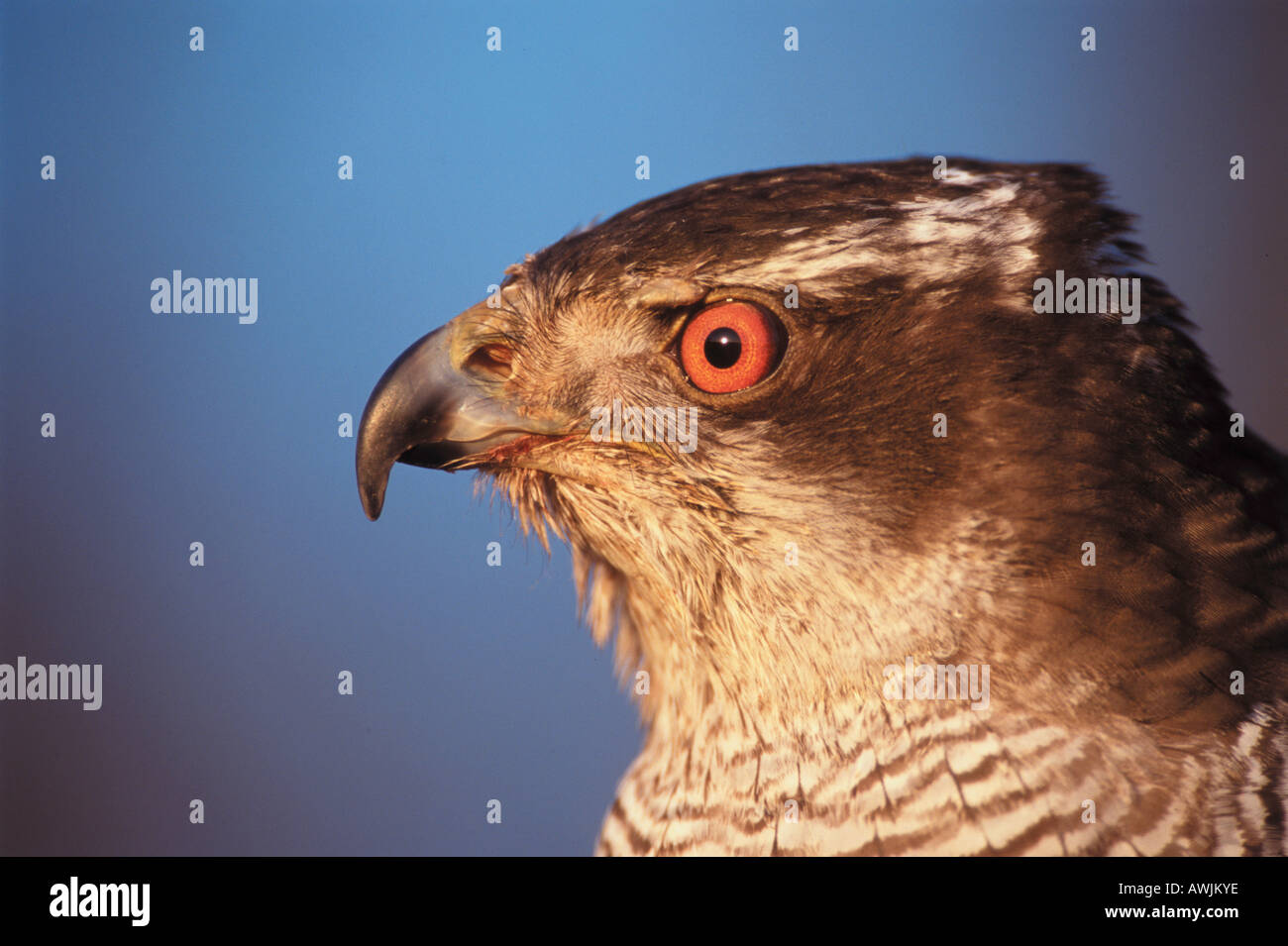 Habicht - Porträt / Accipiter Gentilis Stockfoto