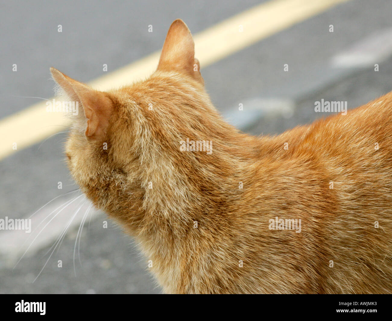Eine Ingwer Katze von einer Hauptstraße in der Nähe von Verkehr. Stockfoto