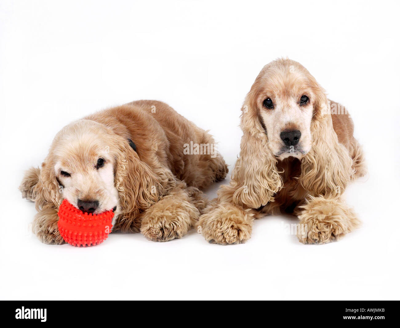 Zwei Cocker Spaniel mit einem Ball, eine glückliche traurig. Stockfoto