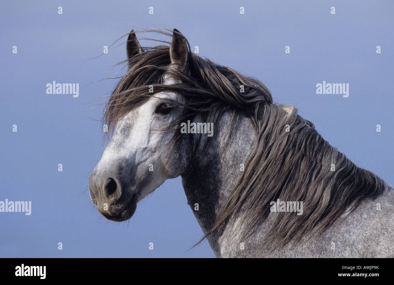 Andalusische Pferd (Equus Caballus), Portrait des Hengstes Stockfoto