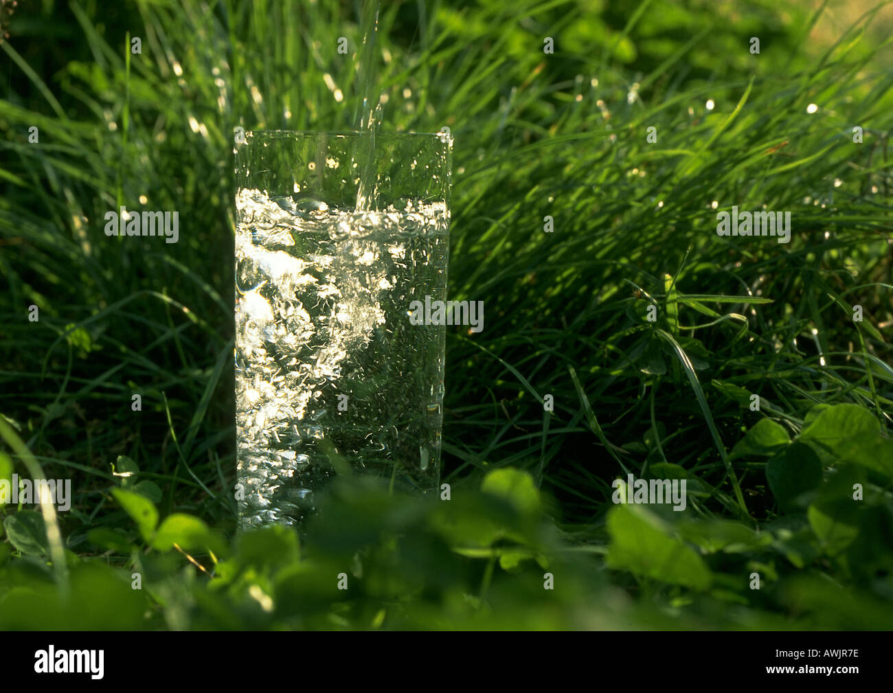Glas Wasser in Rasen Stockfoto