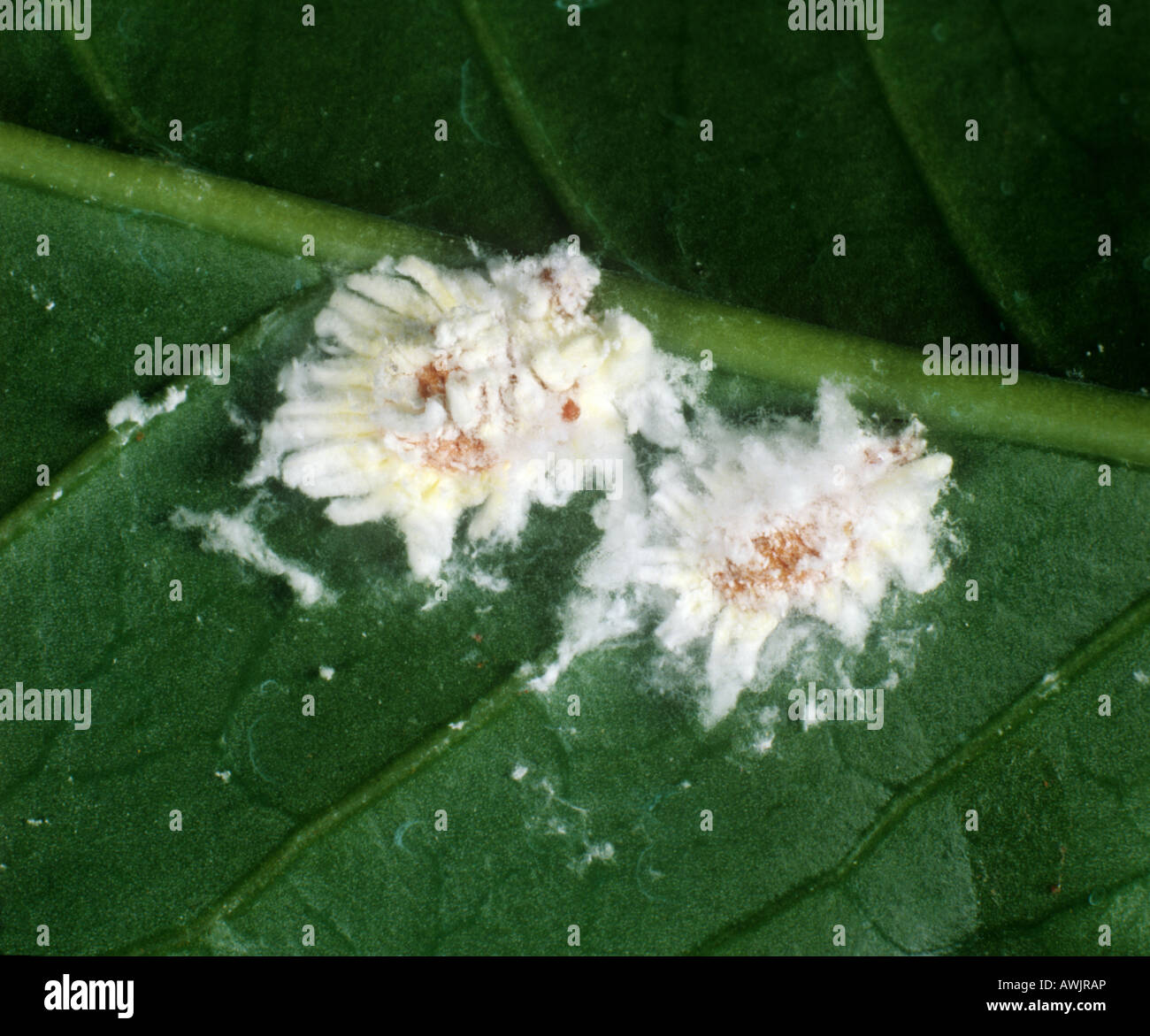 Cotton Kissenwaage Insekten Icerya sp. Auf einem Kaffeeblatt Kenia Stockfoto