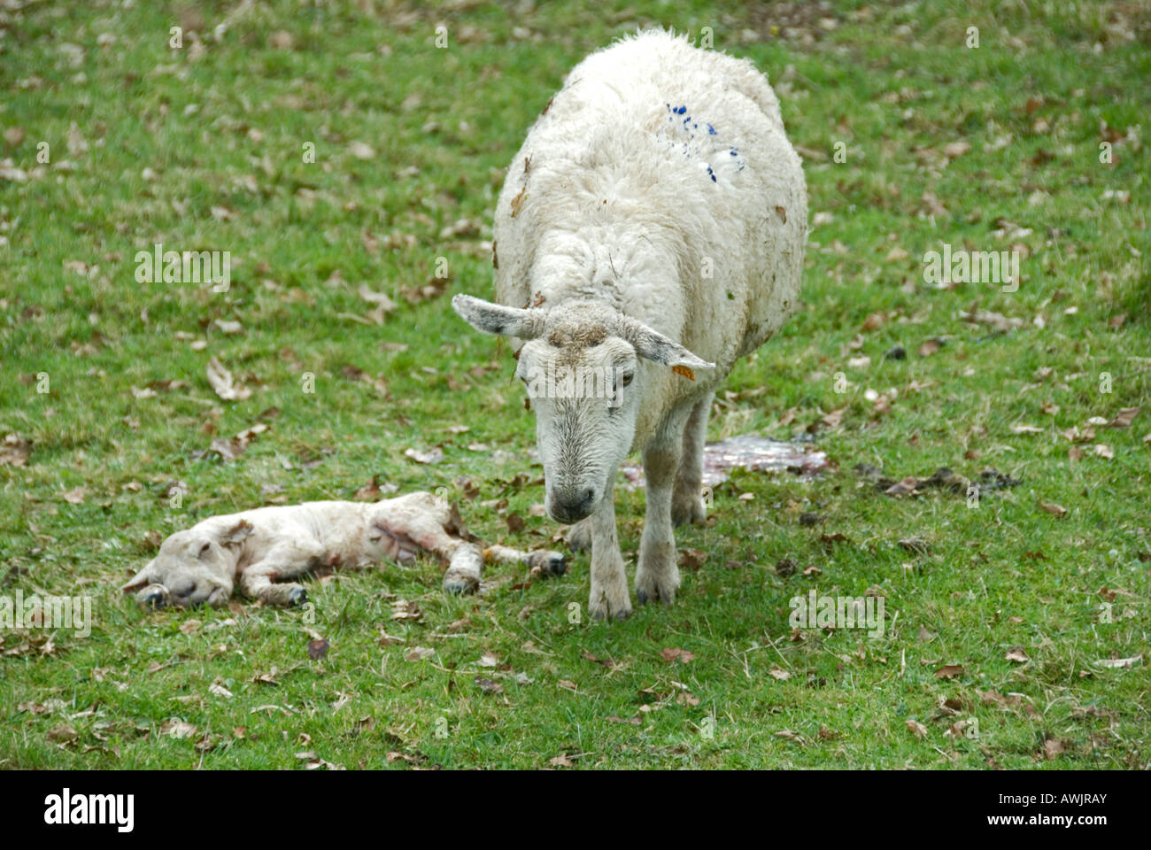 Stock Foto von einem Schaf neben ihr totes Lamm die Ewe hatte Probleme mit der Geburt und das Lamm war gestorben Stockfoto