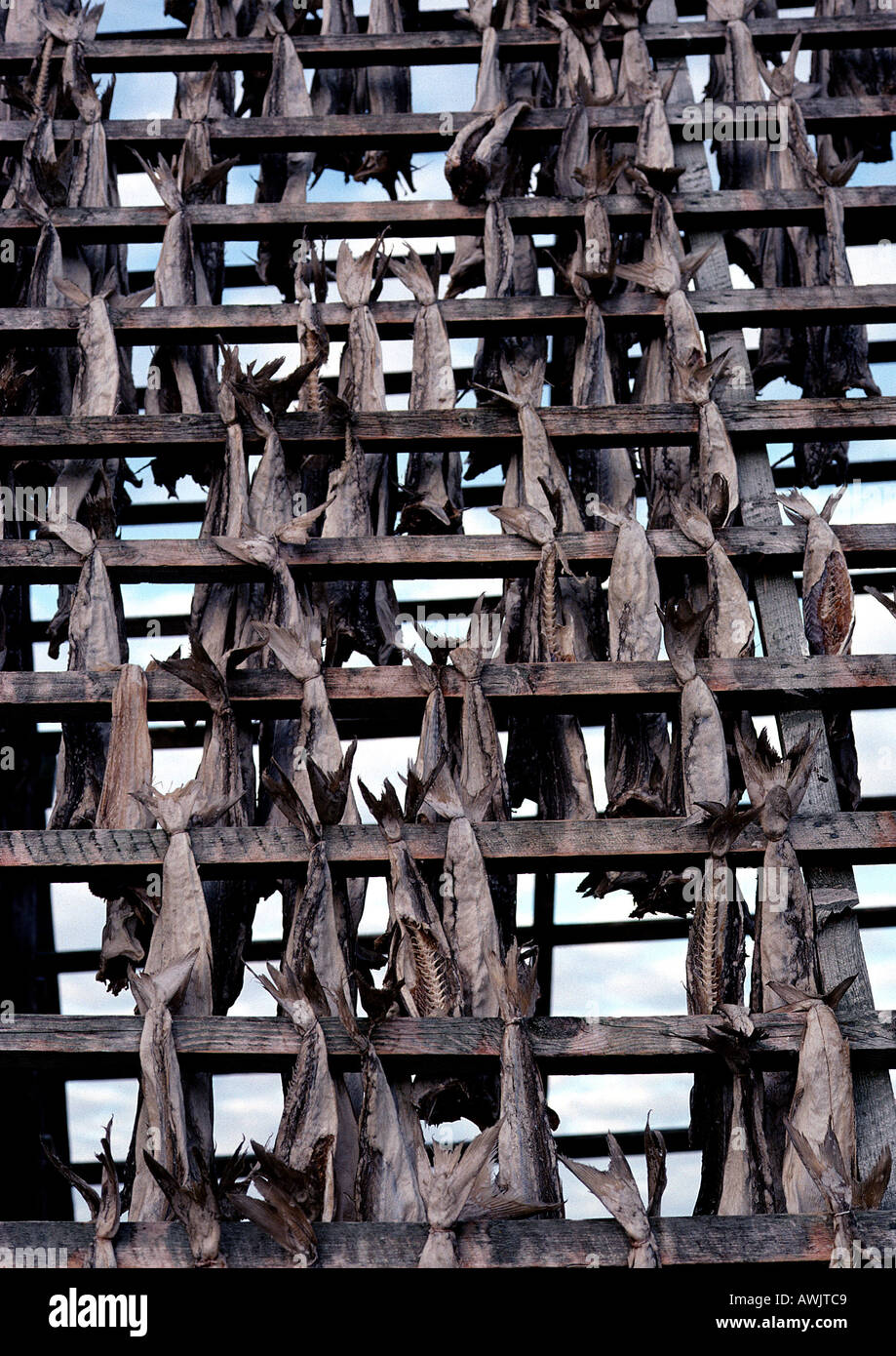 Norwegen, Fisch hängen zum Trocknen auf Holzgestell, full-frame Stockfoto