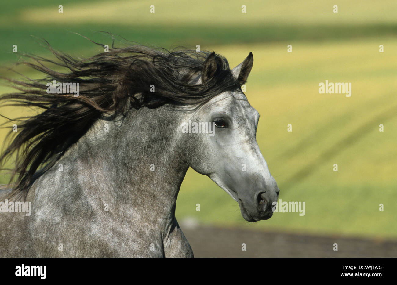 Andalusische Pferd (Equus Caballus) Porträt des Hengstes mit fließenden Mähne Stockfoto