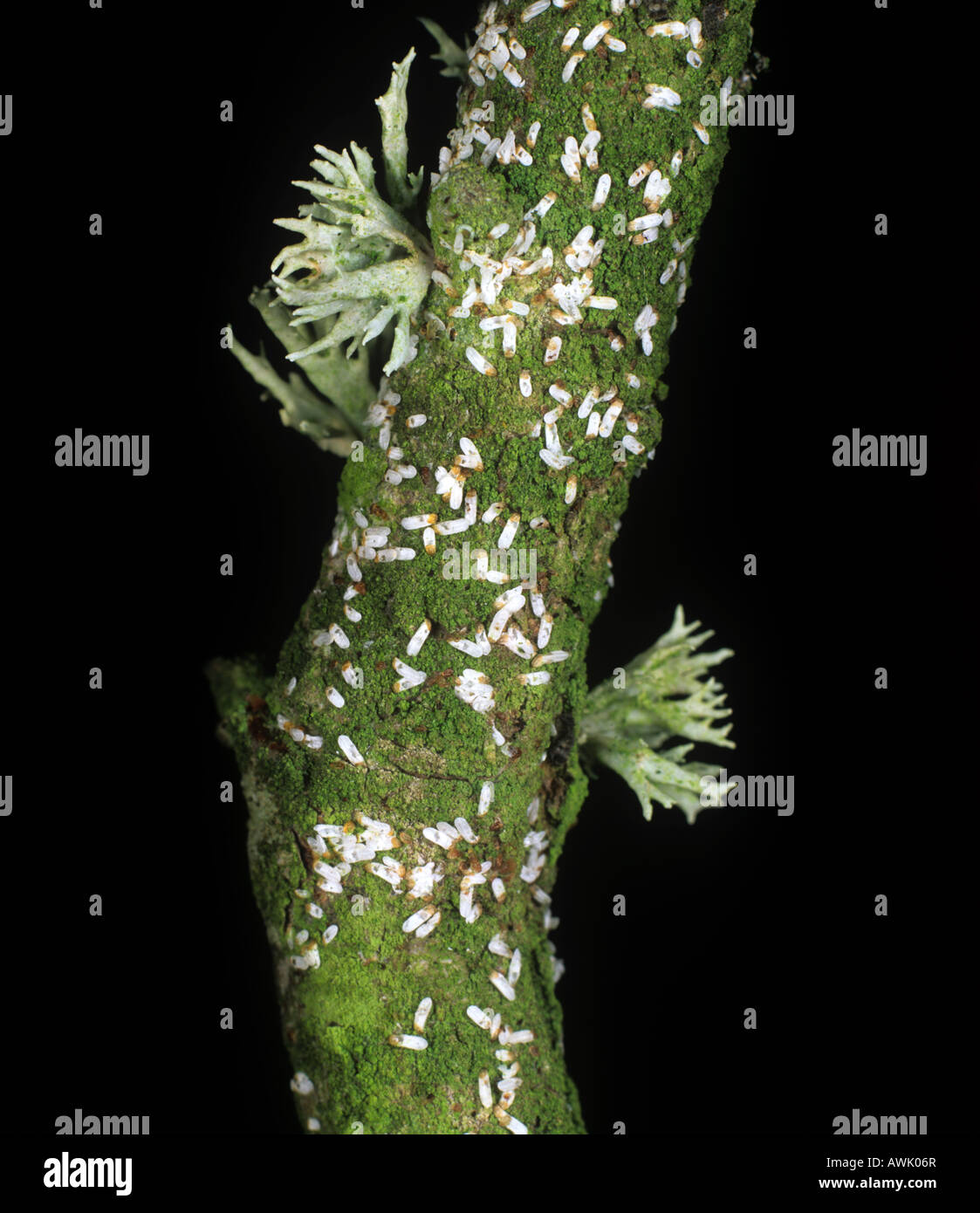 Weidenschädling Chionaspis salicis auf Weidenholz Stockfoto