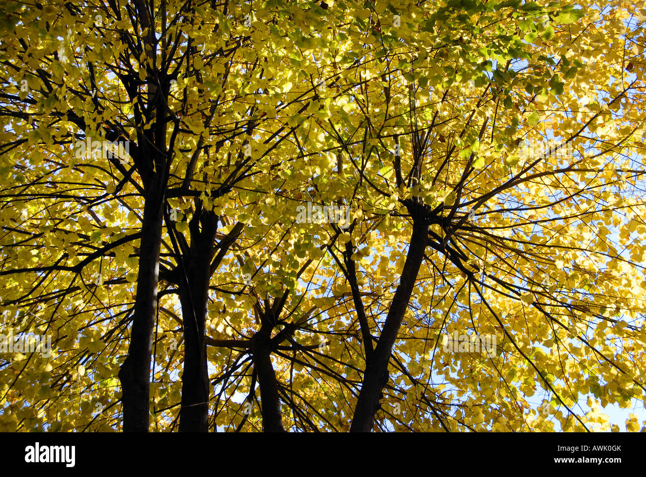 Bäume mit gelben Blätter im Herbst Stockfoto