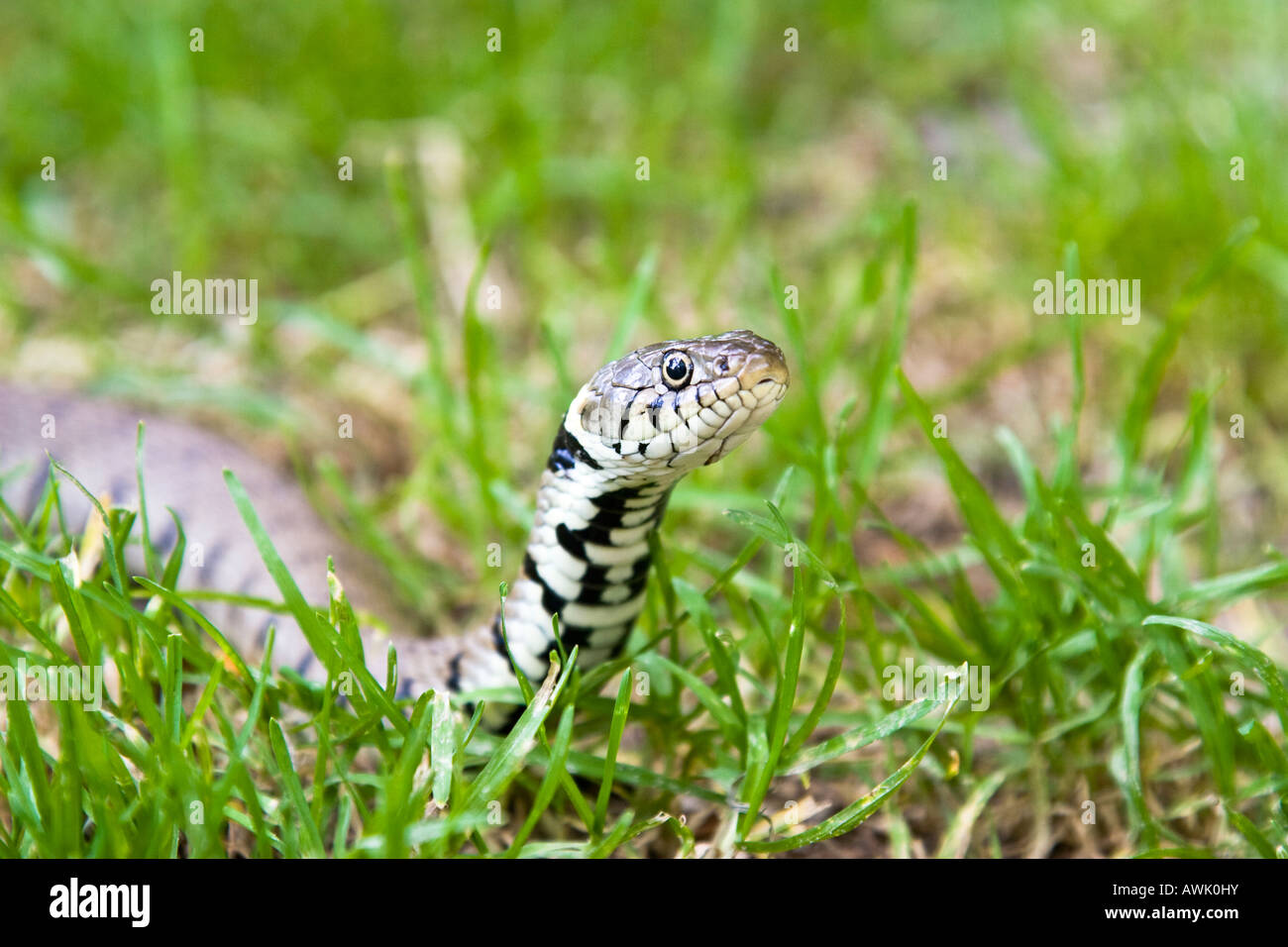 Europäische Grass Schlange Natrix natrix Stockfoto